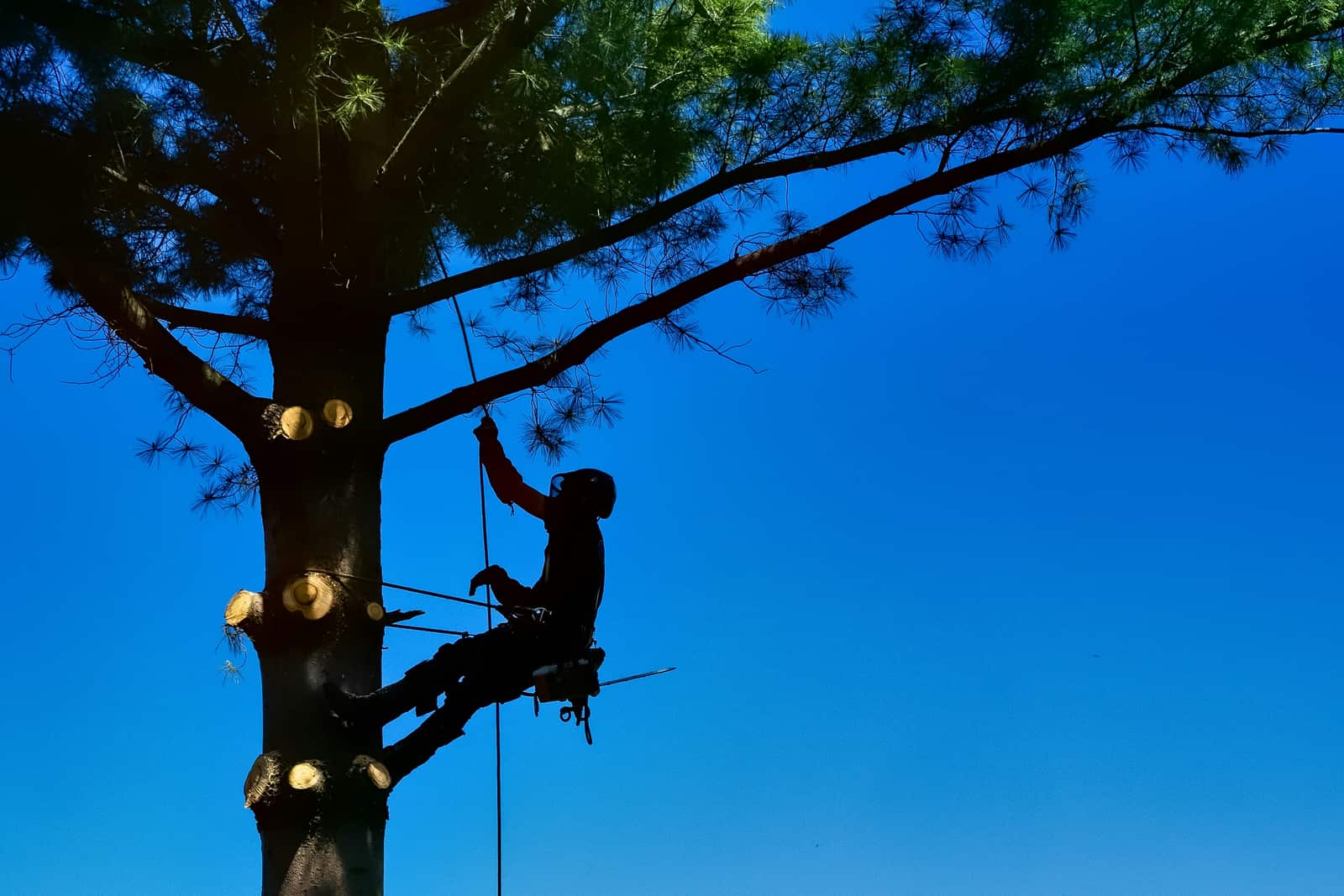 Arborist tree healthcare