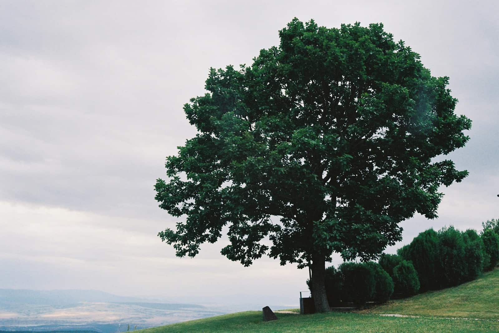 Privacy tree screens