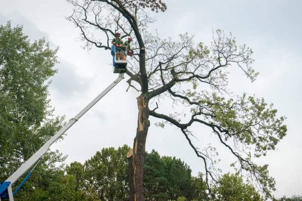 Stump removal service