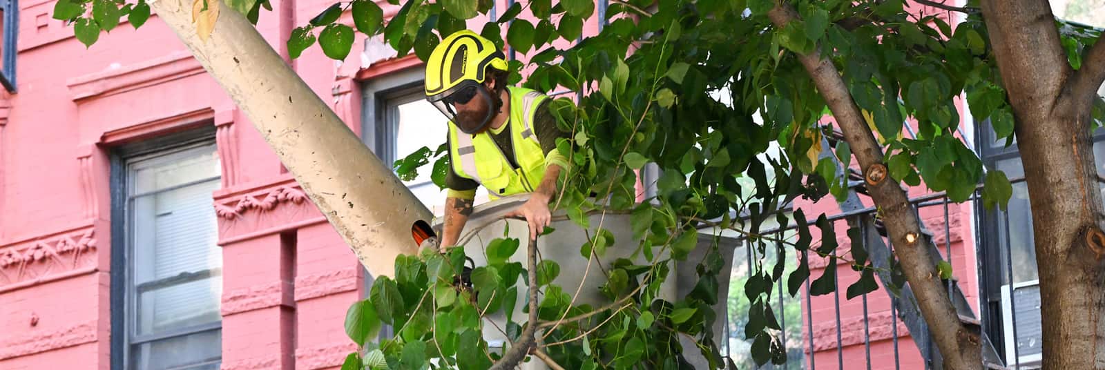 Tree inspection service