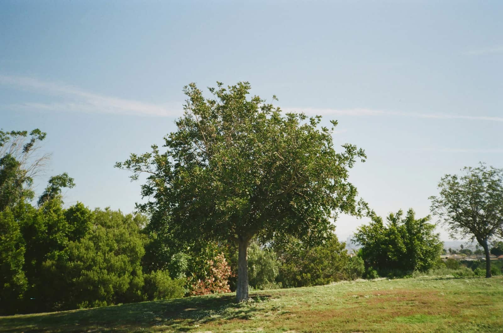 Tree planting and installation